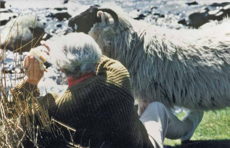 grey mares trail and waterfall with sheep